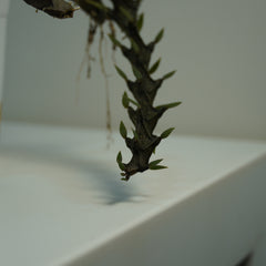 Ceropegia armandii