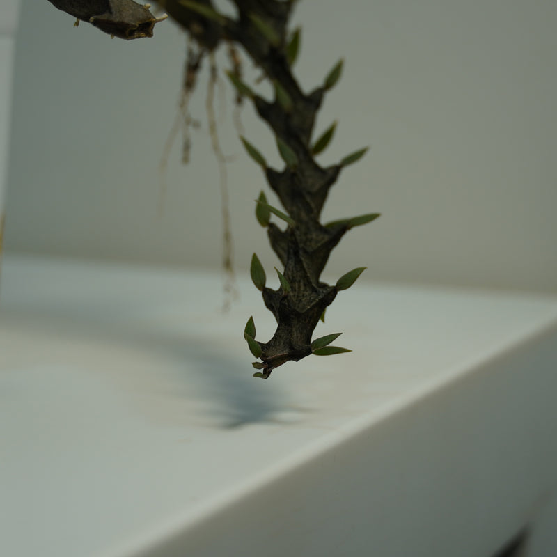 Ceropegia armandii
