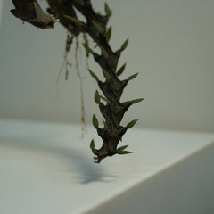 Ceropegia armandii