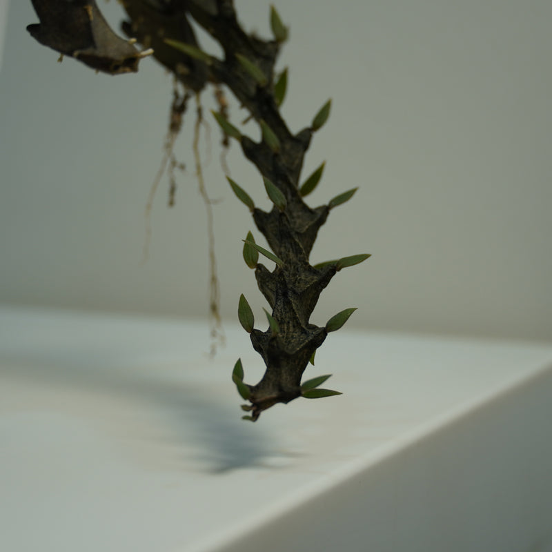 Ceropegia armandii