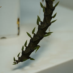 Ceropegia armandii