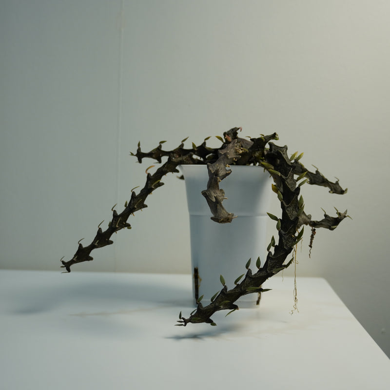 Ceropegia armandii