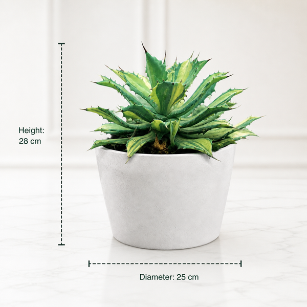 Agave isthmensis striata variegated