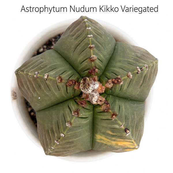 Astrophytum nudum pentecostal cv kiko variegated