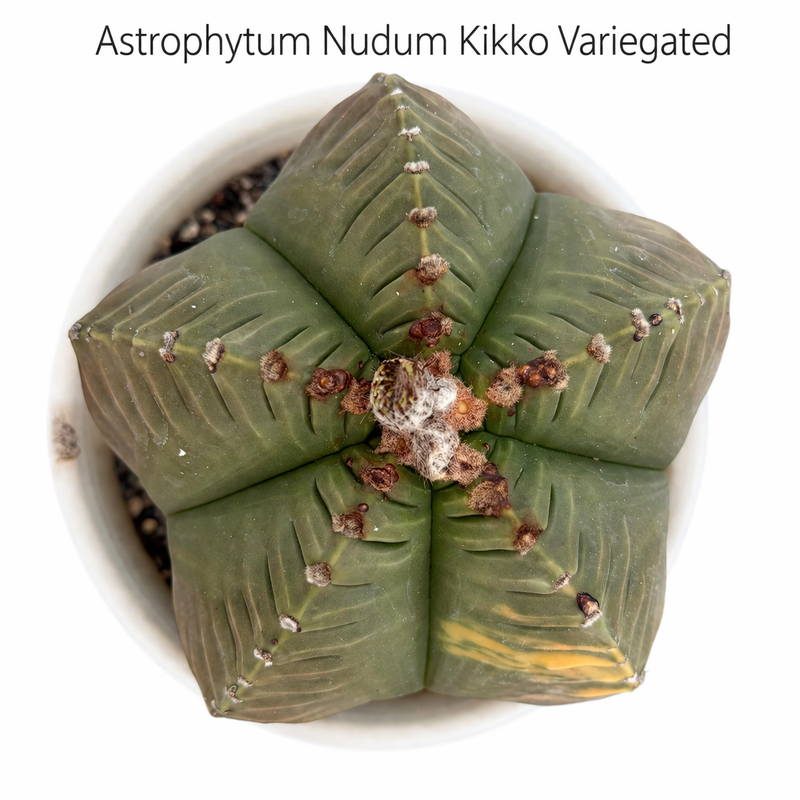 Astrophytum nudum pentecostal cv kiko variegated