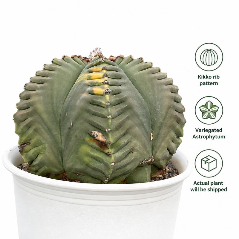 Astrophytum nudum pentecostal cv kiko variegated – Samarth Cactus