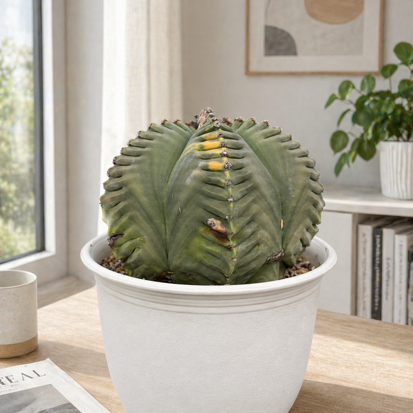 Astrophytum nudum pentecostal cv kiko variegated