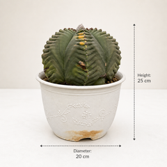 Astrophytum nudum pentecostal cv kiko variegated