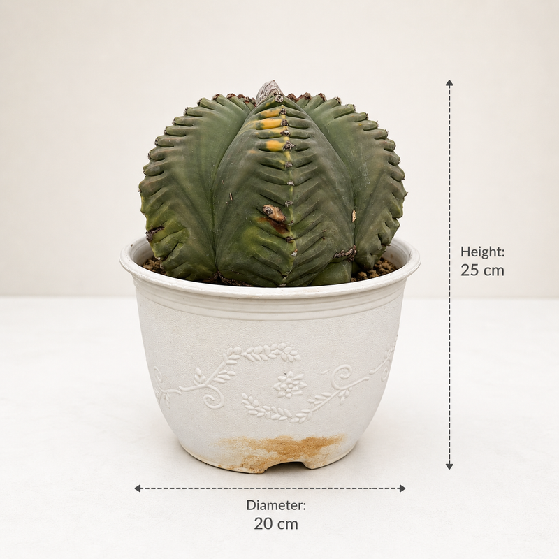 Astrophytum nudum pentecostal cv kiko variegated – Samarth Cactus
