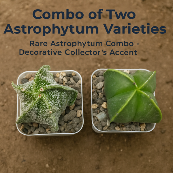 Combo of Two Astrophytum Varieties