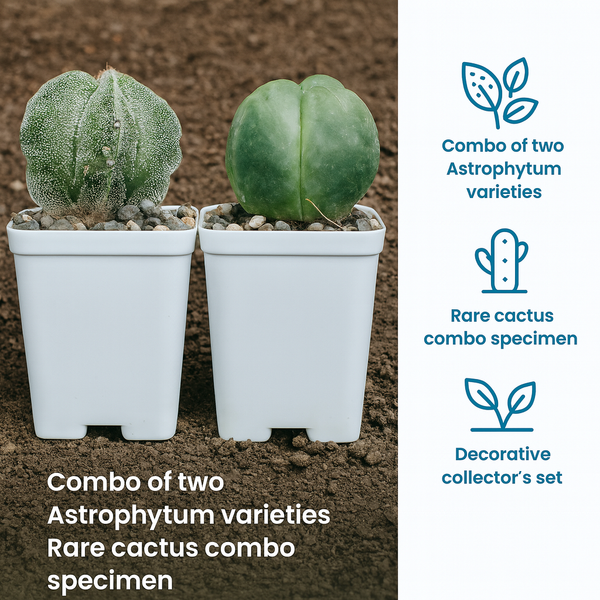 Combo of Two Astrophytum Varieties