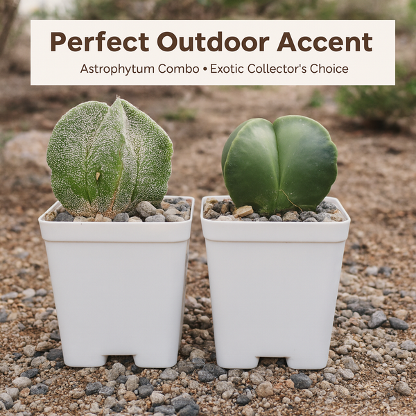 Combo of Two Astrophytum Varieties