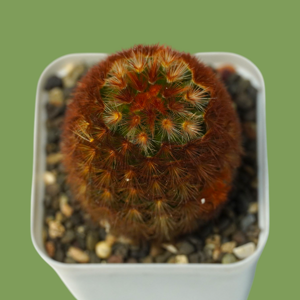 Mammillaria carmenae