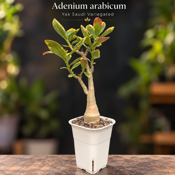 Adenium arabicum yak saudi verigated