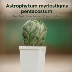 Combo 4 of different Astrophytum varieties