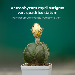 Combo 4 of different Astrophytum varieties