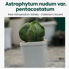 Combo 4 of different Astrophytum varieties