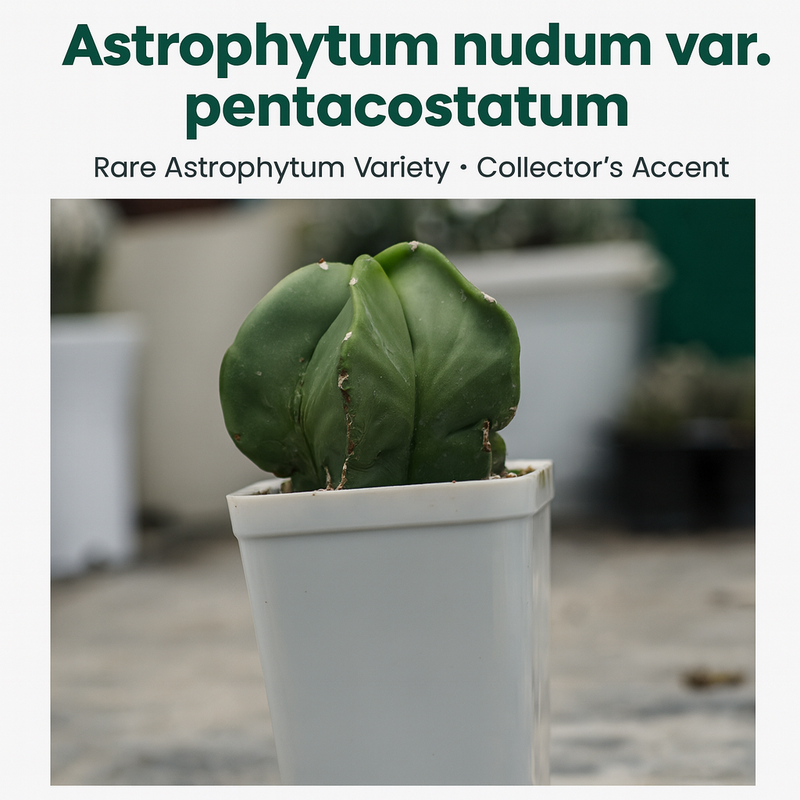 Combo 4 of different Astrophytum varieties