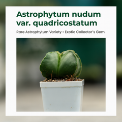 Combo 4 of different Astrophytum varieties