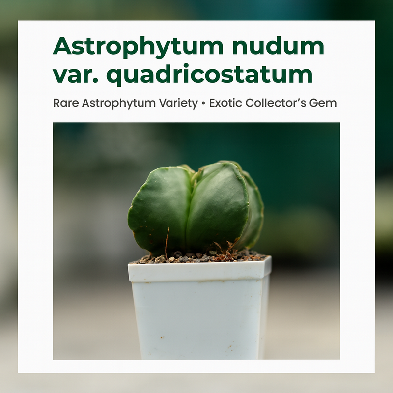 Combo 4 of different Astrophytum varieties