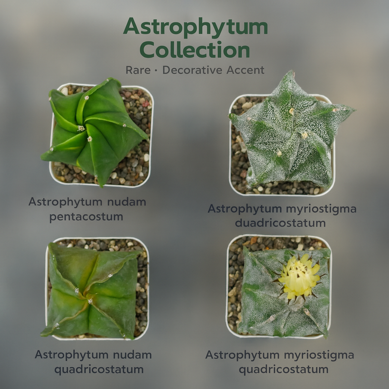 Combo 4 of different Astrophytum varieties