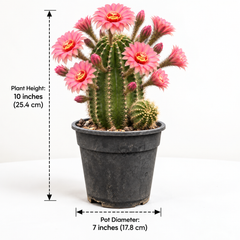 Echinopsis Queen for a Day