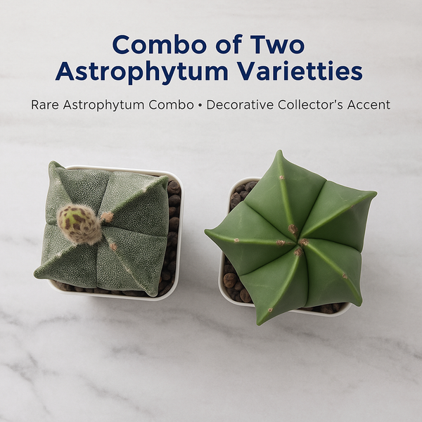 Combo of Two Astrophytum Varieties