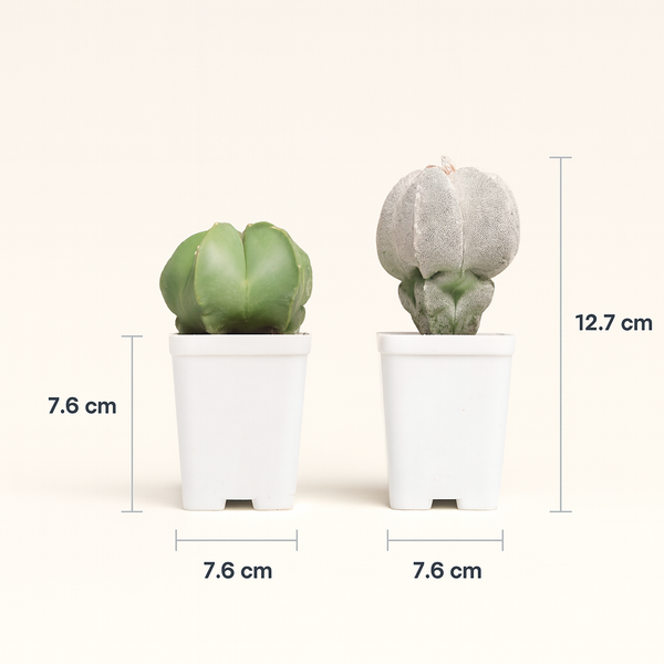 Combo of Two Astrophytum Varieties 2