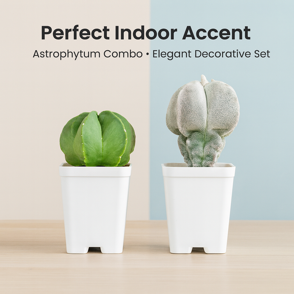 Combo of Two Astrophytum Varieties 2