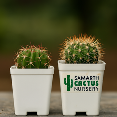 Combo of 2 Melocactus