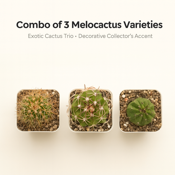 Combo of 3 Different varieties melocactus