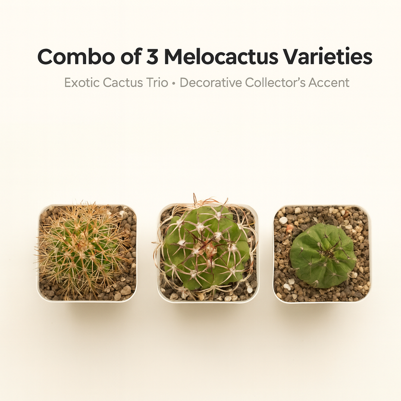 Combo of 3 Different varieties melocactus