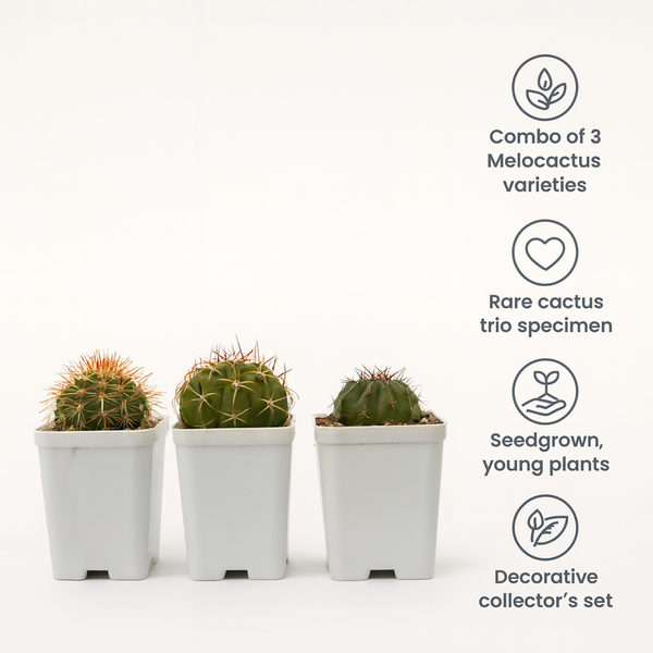 Combo of 3 Different varieties melocactus