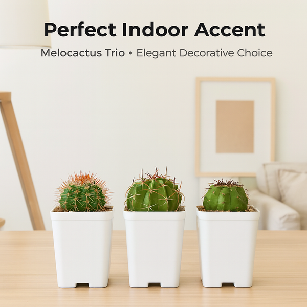 Combo of 3 Different varieties melocactus