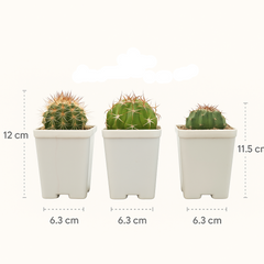 Combo of 3 Different varieties melocactus