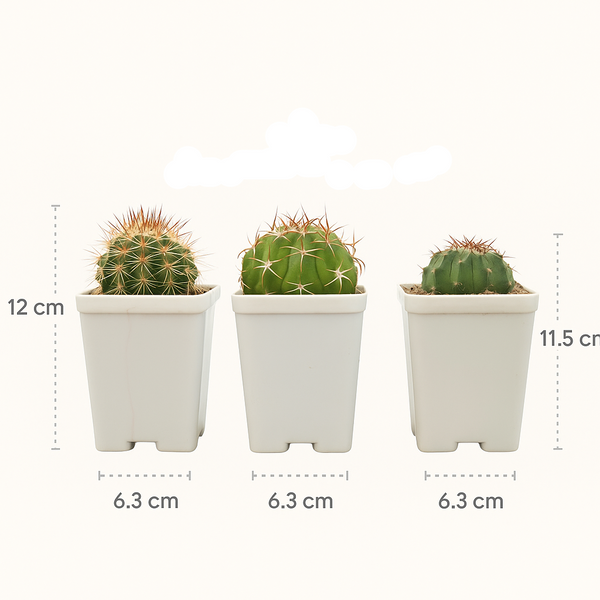 Combo of 3 Different varieties melocactus