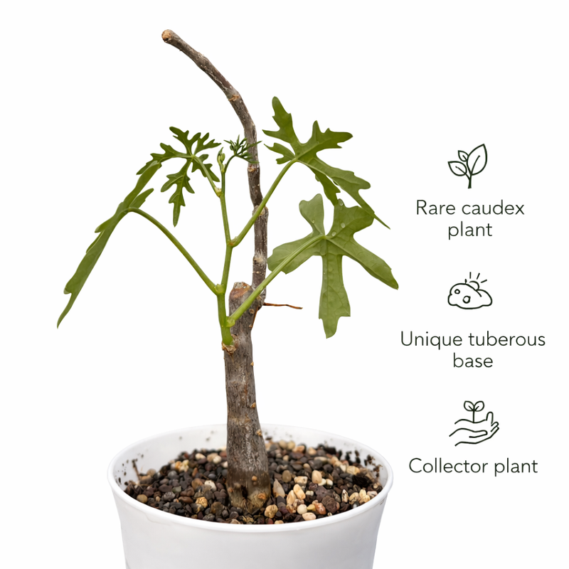 Cissus tuberosa