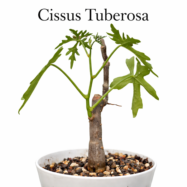 Cissus tuberosa