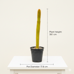 Cleistocactus baumannii ssp  var