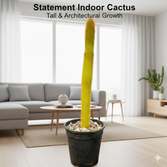 Cleistocactus baumannii ssp  var