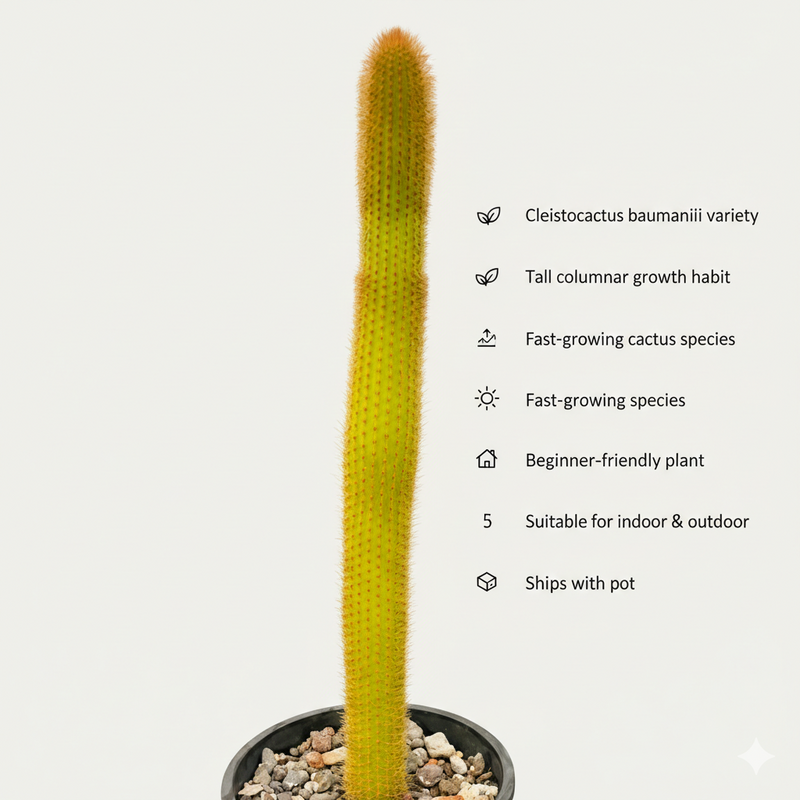 Cleistocactus baumannii ssp  var