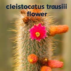 Cleistocactus samaipatanus