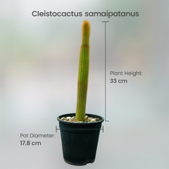 Cleistocactus samaipatanus