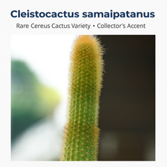 Cleistocactus samaipatanus