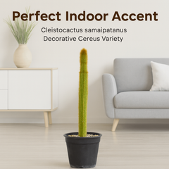 Cleistocactus samaipatanus