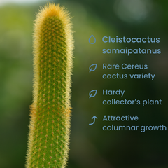 Cleistocactus samaipatanus