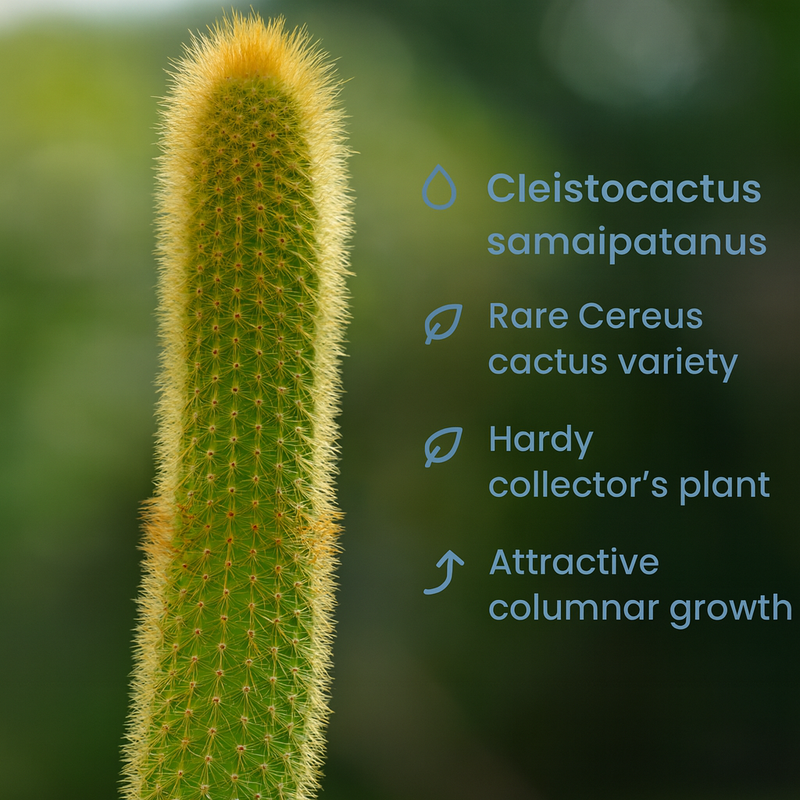 Cleistocactus samaipatanus