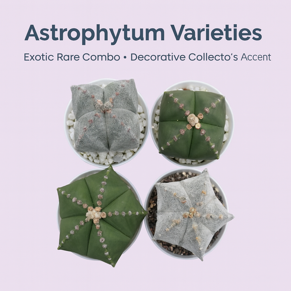 Combo 4 different varieties of Astrophytum
