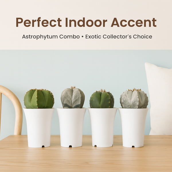 Combo 4 different varieties of Astrophytum