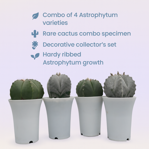 Combo 4 different varieties of Astrophytum